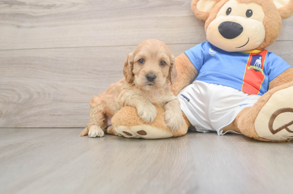 5 week old Cockapoo Puppy For Sale - Fairfield Furbabies