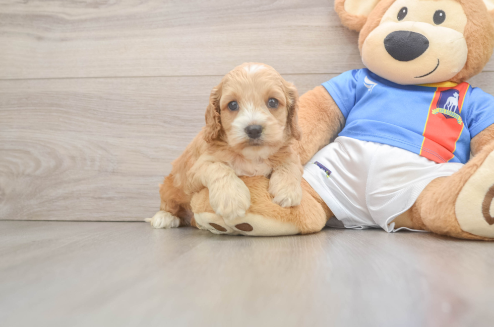 5 week old Cockapoo Puppy For Sale - Fairfield Furbabies
