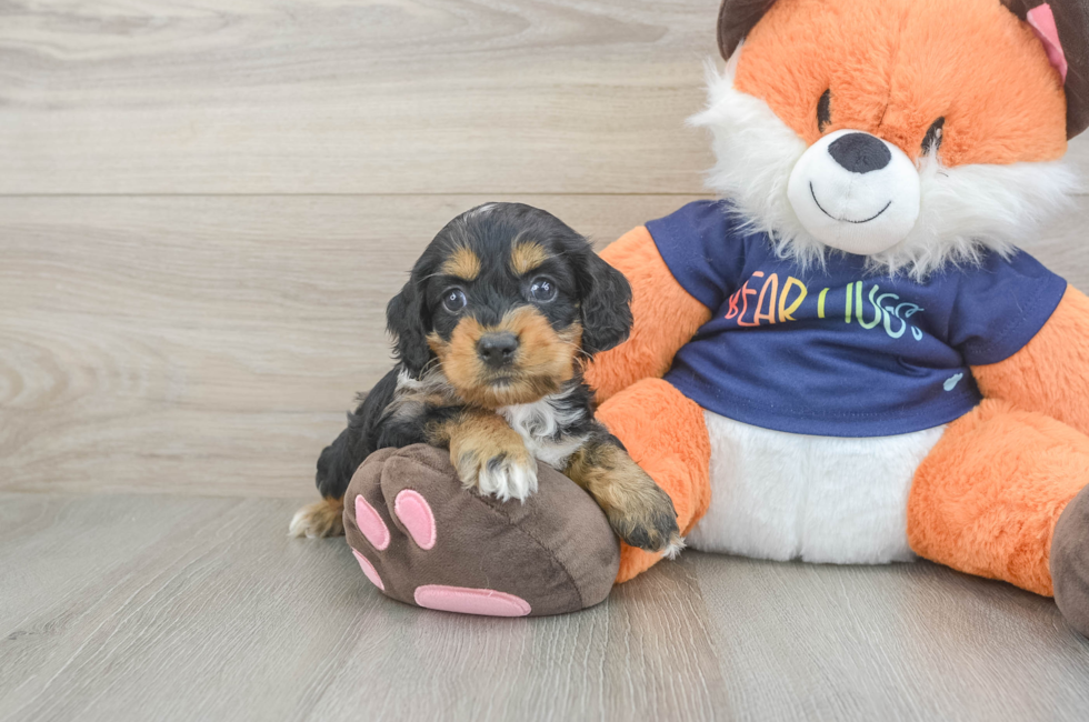 5 week old Cockapoo Puppy For Sale - Fairfield Furbabies