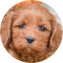 Cockapoo Puppy For Sale Fairfield Furbabies Cockapoo Puppy For Sale - Fairfield Furbabies