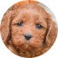 Cockapoo Puppies For Sale - Fairfield Furbabies Cockapoo Puppies For Sale - Fairfield Furbabies