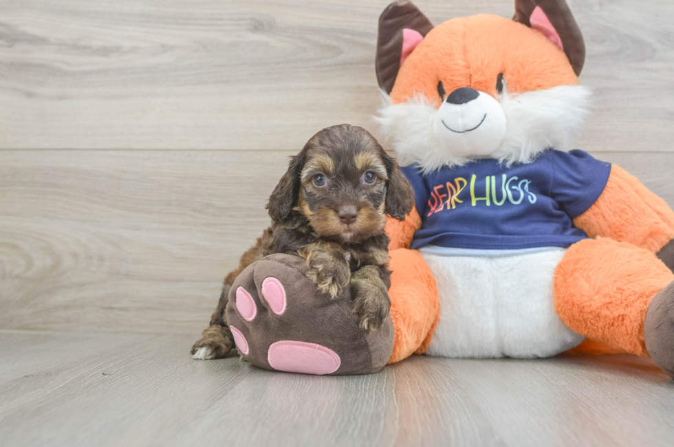 6 week old Cockapoo Puppy For Sale - Fairfield Furbabies