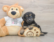 7 week old Cockapoo Puppy For Sale - Fairfield Furbabies