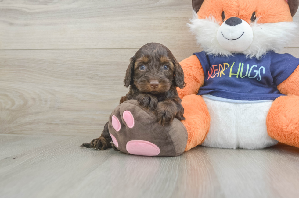 6 week old Cockapoo Puppy For Sale - Fairfield Furbabies