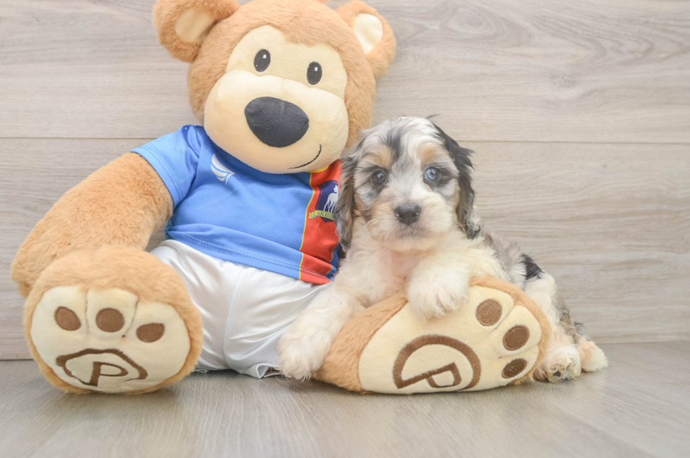 6 week old Cockapoo Puppy For Sale - Fairfield Furbabies