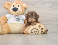 7 week old Cockapoo Puppy For Sale - Fairfield Furbabies
