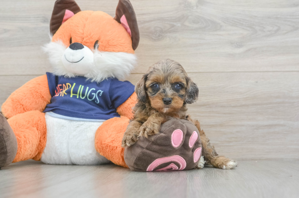 6 week old Cockapoo Puppy For Sale - Fairfield Furbabies