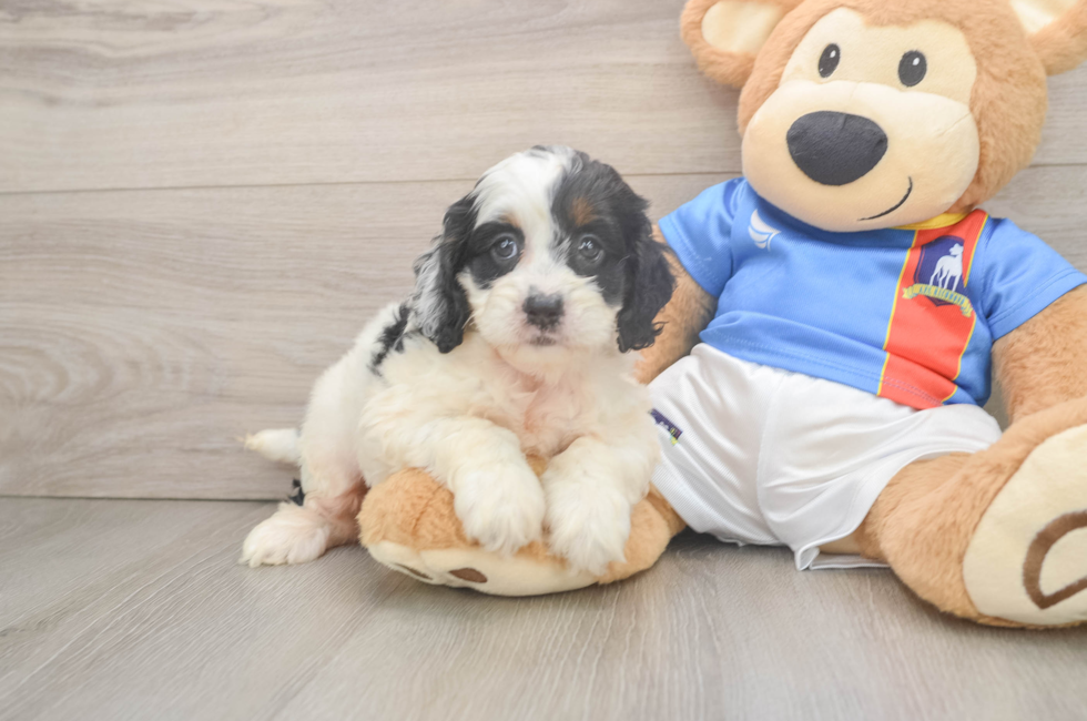 6 week old Cockapoo Puppy For Sale - Fairfield Furbabies