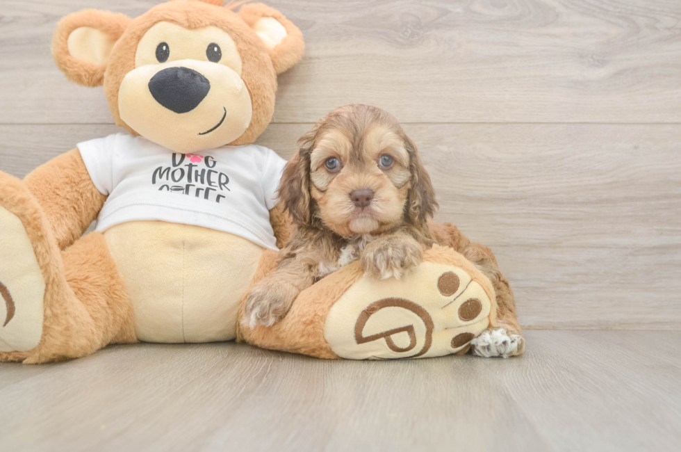 7 week old Cockapoo Puppy For Sale - Fairfield Furbabies