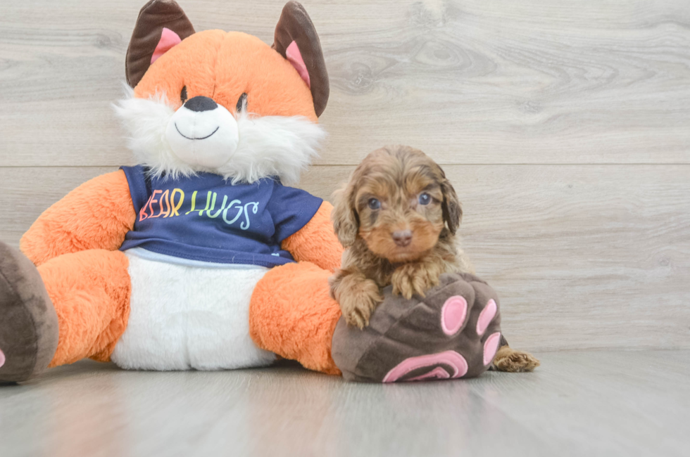6 week old Cockapoo Puppy For Sale - Fairfield Furbabies