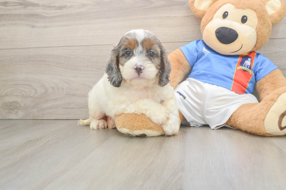 6 week old Cockapoo Puppy For Sale - Fairfield Furbabies