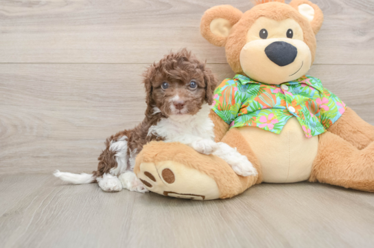RIDLEY, a Cockapoo littermate