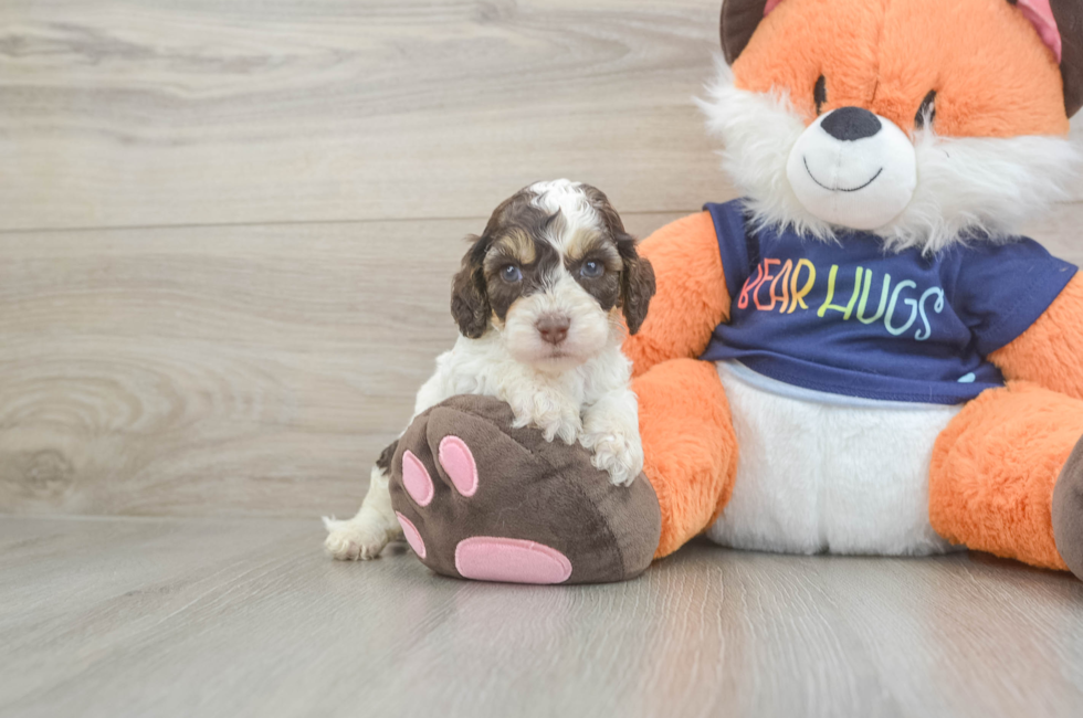 6 week old Cockapoo Puppy For Sale - Fairfield Furbabies