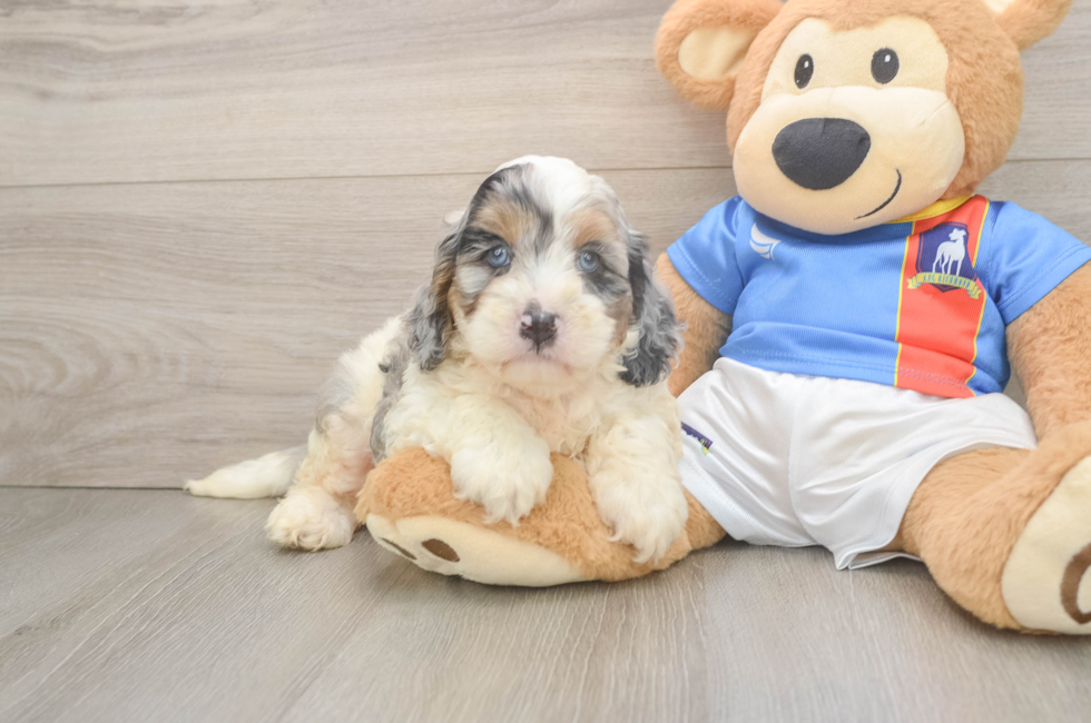 6 week old Cockapoo Puppy For Sale - Fairfield Furbabies