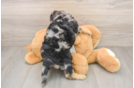 Cockapoo Puppy for Adoption