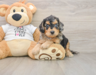 7 week old Cockapoo Puppy For Sale - Fairfield Furbabies