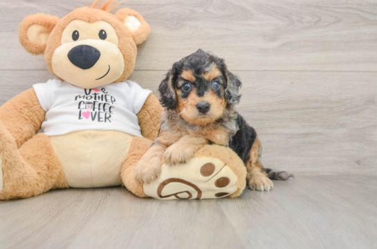 Cockapoo Pup Being Cute