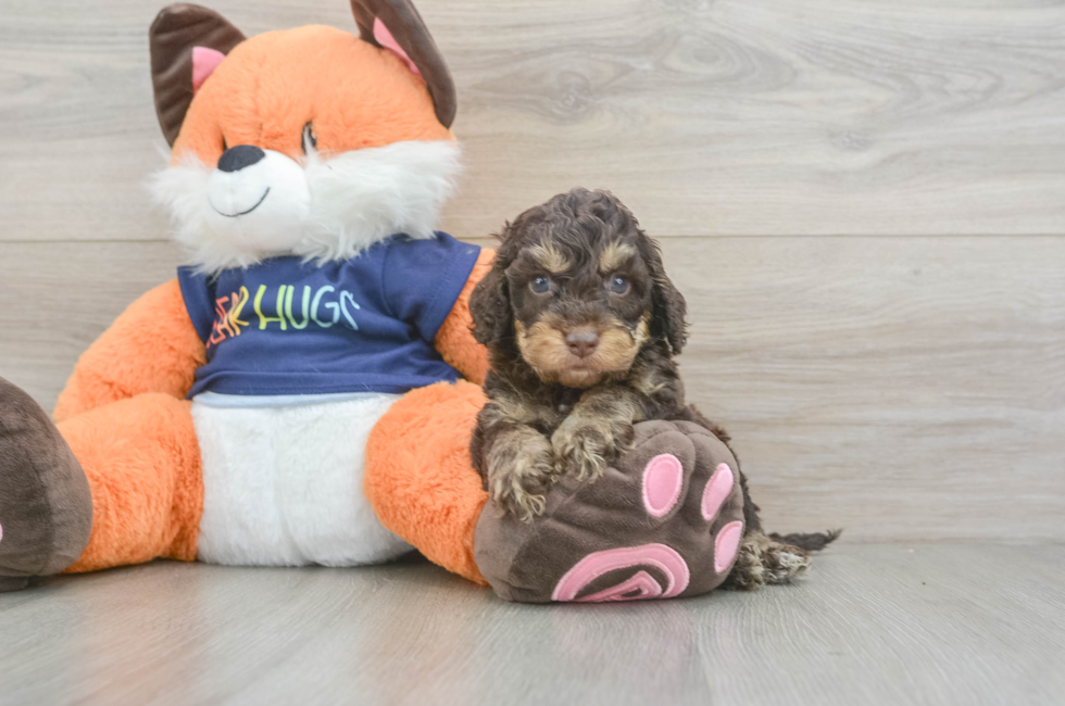 6 week old Cockapoo Puppy For Sale - Fairfield Furbabies