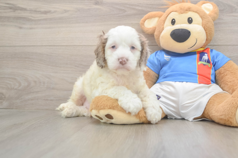 7 week old Cockapoo Puppy For Sale - Fairfield Furbabies