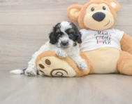 7 week old Cockapoo Puppy For Sale - Fairfield Furbabies