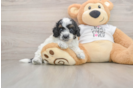 Smart Cockapoo Poodle Mix Pup