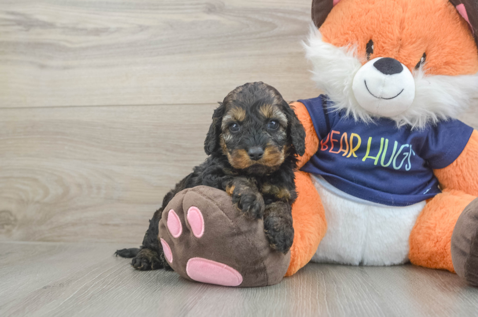 6 week old Cockapoo Puppy For Sale - Fairfield Furbabies