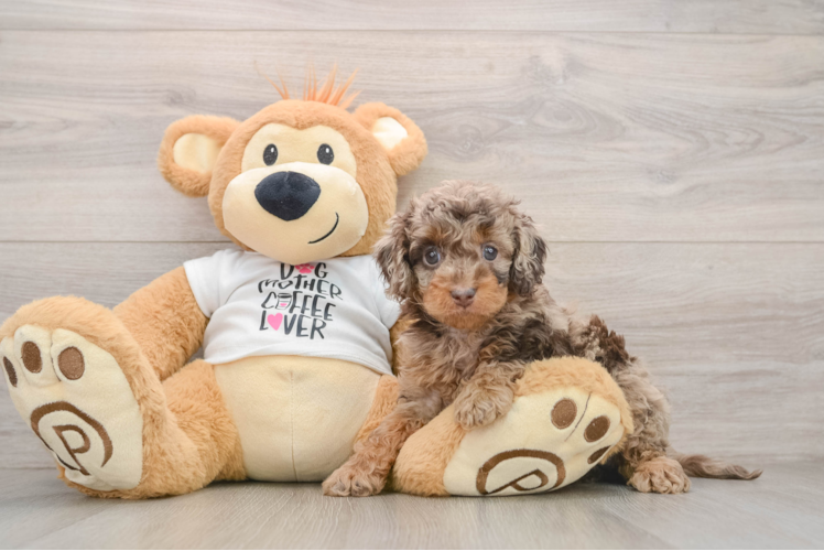 Cockapoo Pup Being Cute