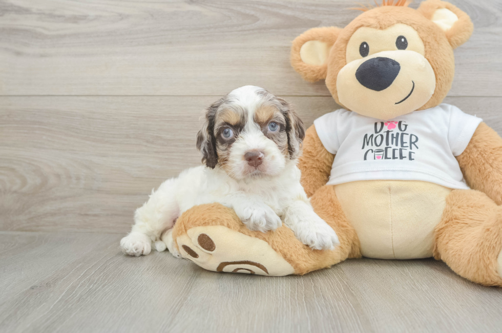 6 week old Cockapoo Puppy For Sale - Fairfield Furbabies