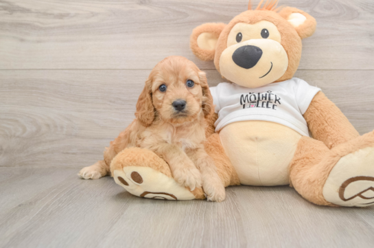 Fluffy Cockapoo Poodle Mix Pup