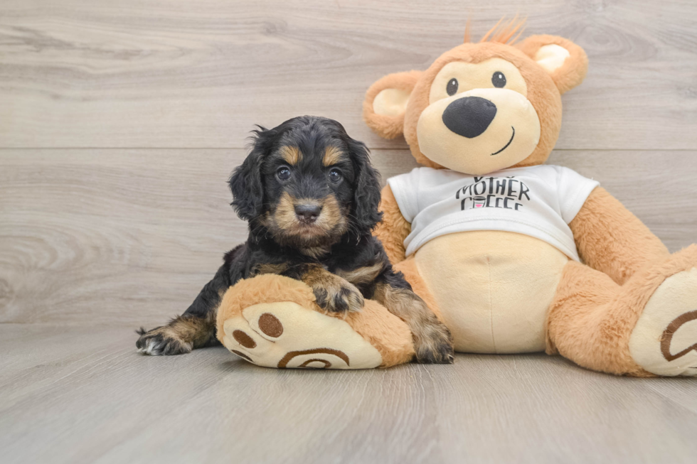Fluffy Cockapoo Poodle Mix Pup