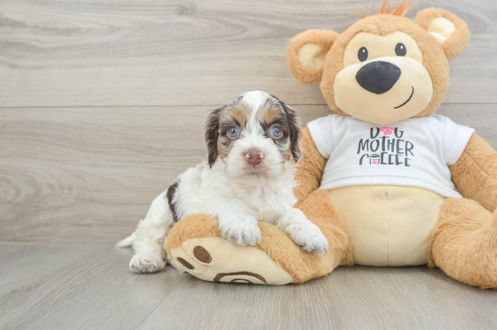 6 week old Cockapoo Puppy For Sale - Fairfield Furbabies
