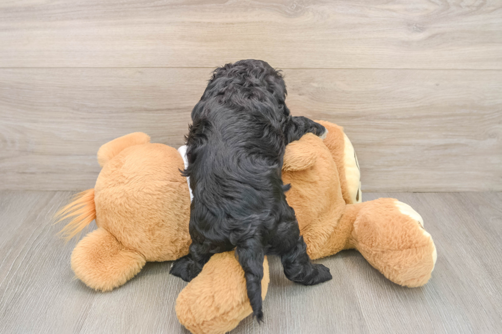 Sweet Cockapoo Baby