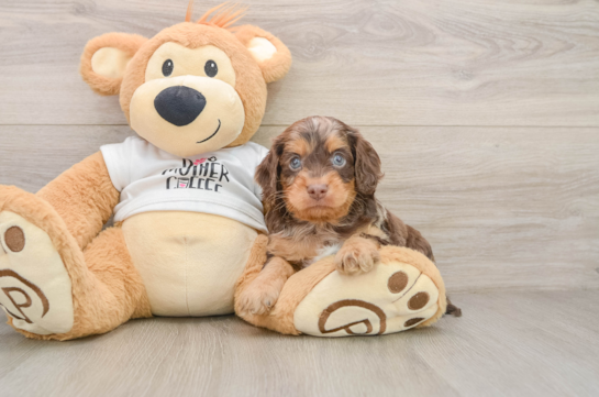 Cockapoo Puppy for Adoption