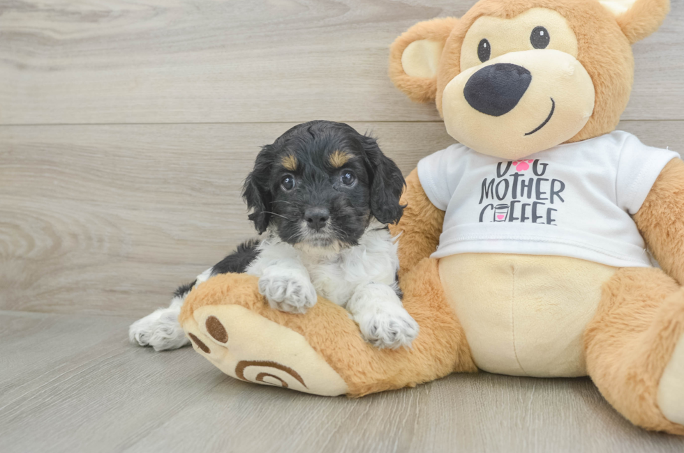 6 week old Cockapoo Puppy For Sale - Fairfield Furbabies