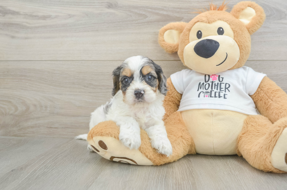 6 week old Cockapoo Puppy For Sale - Fairfield Furbabies