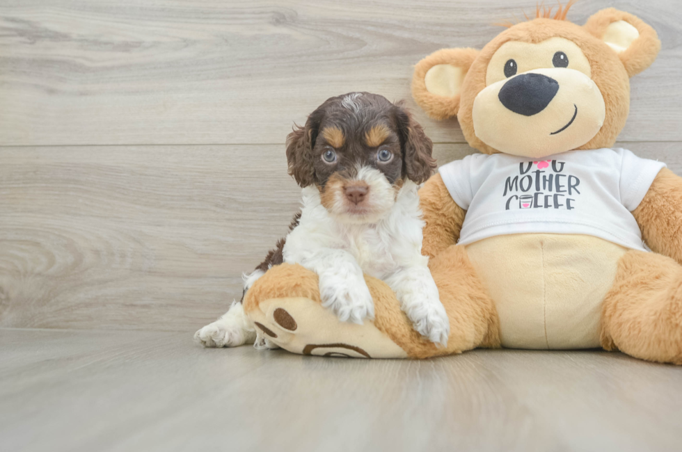 6 week old Cockapoo Puppy For Sale - Fairfield Furbabies