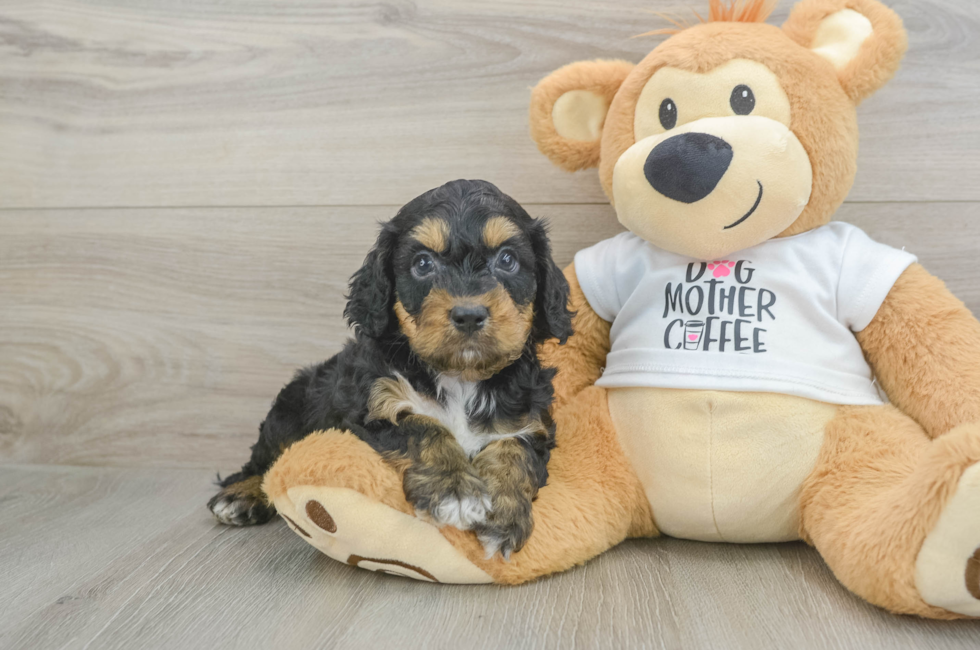 6 week old Cockapoo Puppy For Sale - Fairfield Furbabies