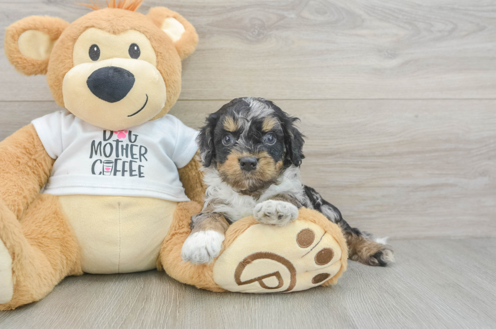 6 week old Cockapoo Puppy For Sale - Fairfield Furbabies
