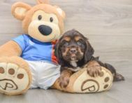 5 week old Cocker Spaniel Puppy For Sale - Fairfield Furbabies