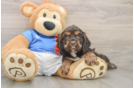 Best Cocker Spaniel Baby