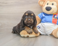 5 week old Cocker Spaniel Puppy For Sale - Fairfield Furbabies