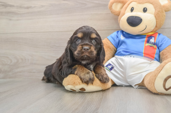 Cute Cocker Spaniel Purebred Puppy