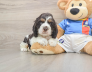 5 week old Cocker Spaniel Puppy For Sale - Fairfield Furbabies