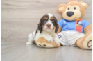 Cocker Spaniel Pup Being Cute