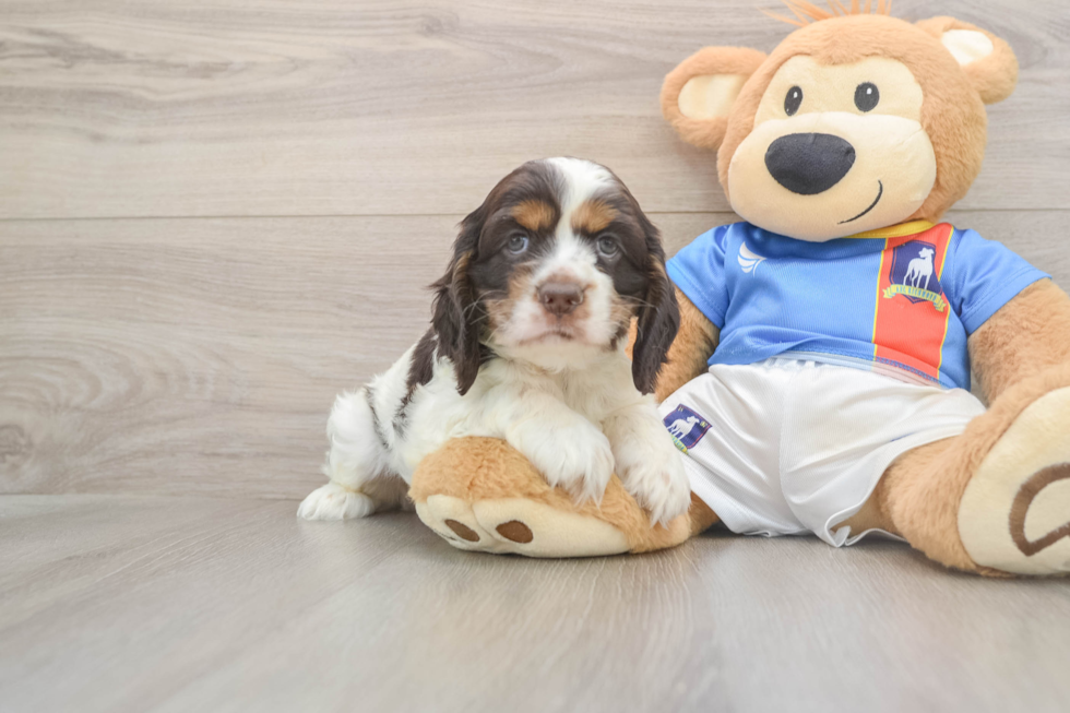 Cocker Spaniel Pup Being Cute