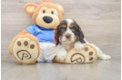 Cute Cocker Spaniel Baby