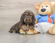5 week old Cocker Spaniel Puppy For Sale - Fairfield Furbabies