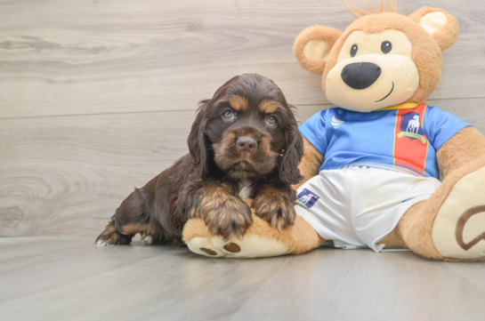 Cute Cocker Spaniel Purebred Puppy