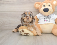 8 week old Cocker Spaniel Puppy For Sale - Fairfield Furbabies