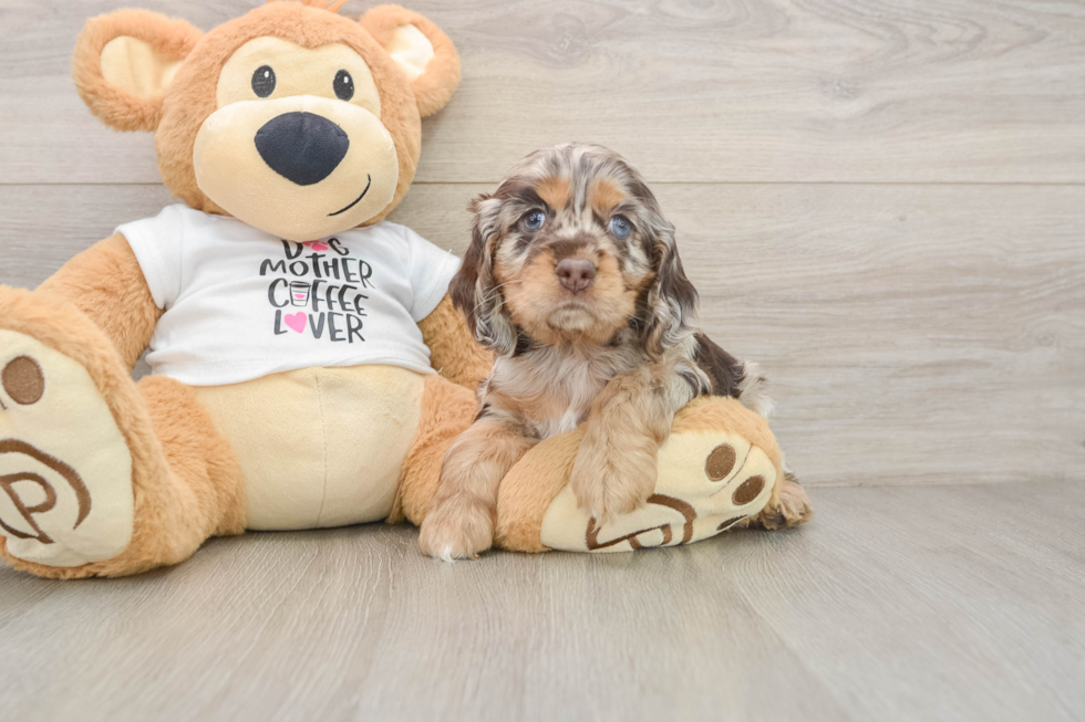 Cute Cocker Spaniel Purebred Puppy